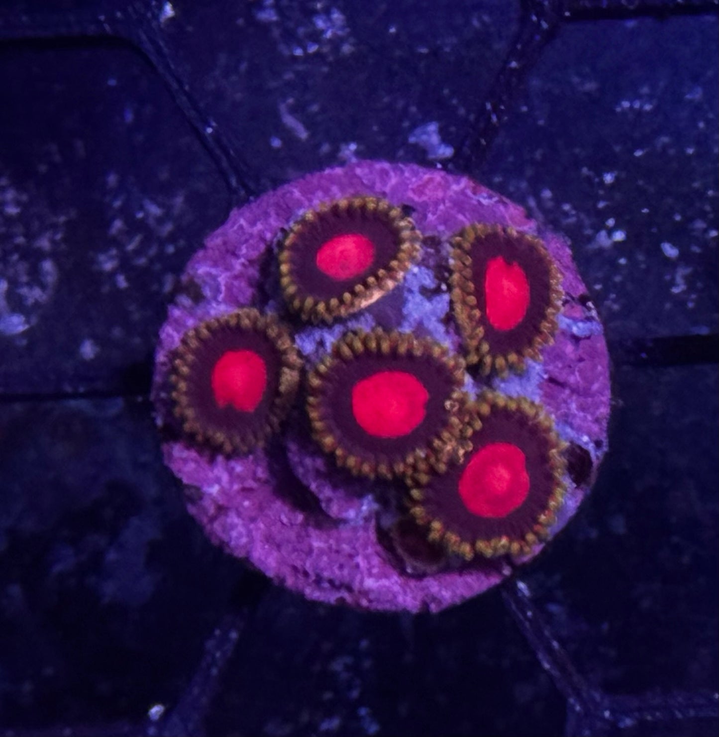 Pink Zip Zoas