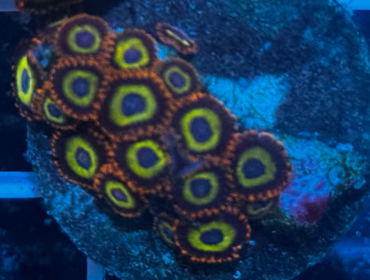 Fruit Loops Zoas