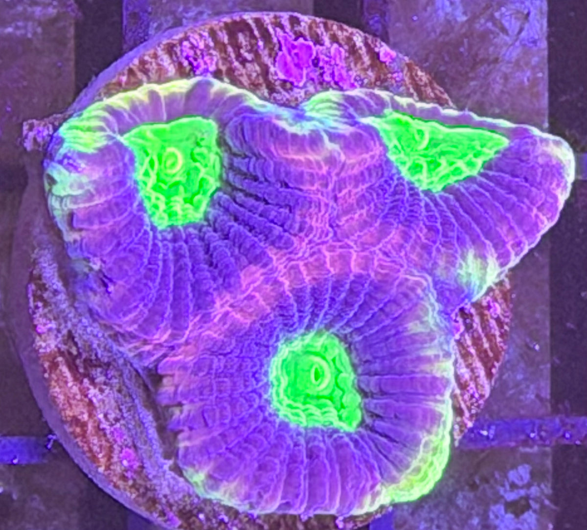 Dragon Soul favia
