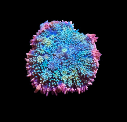 Rainbow Frankenstein Mushroom