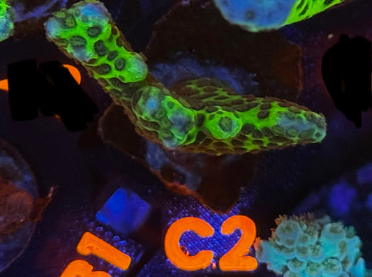 Slimeball Anacropora