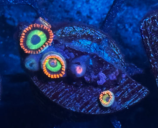 Emerald on Fire Zoas