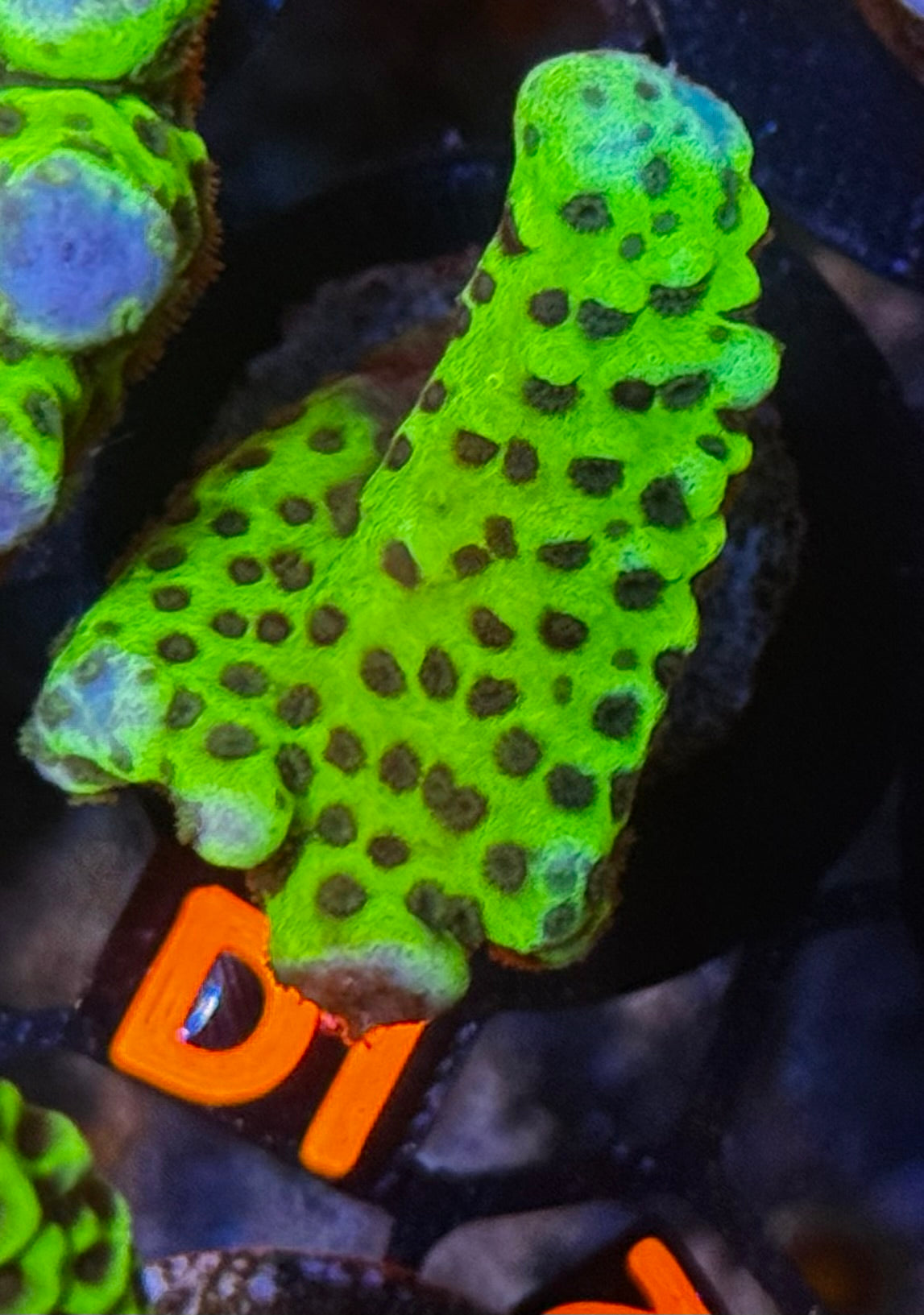 Slimeball Anacropora