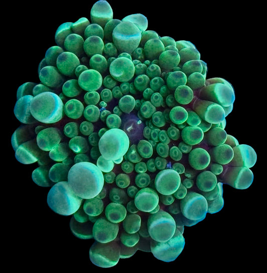 Purple Haze gumball Yuma