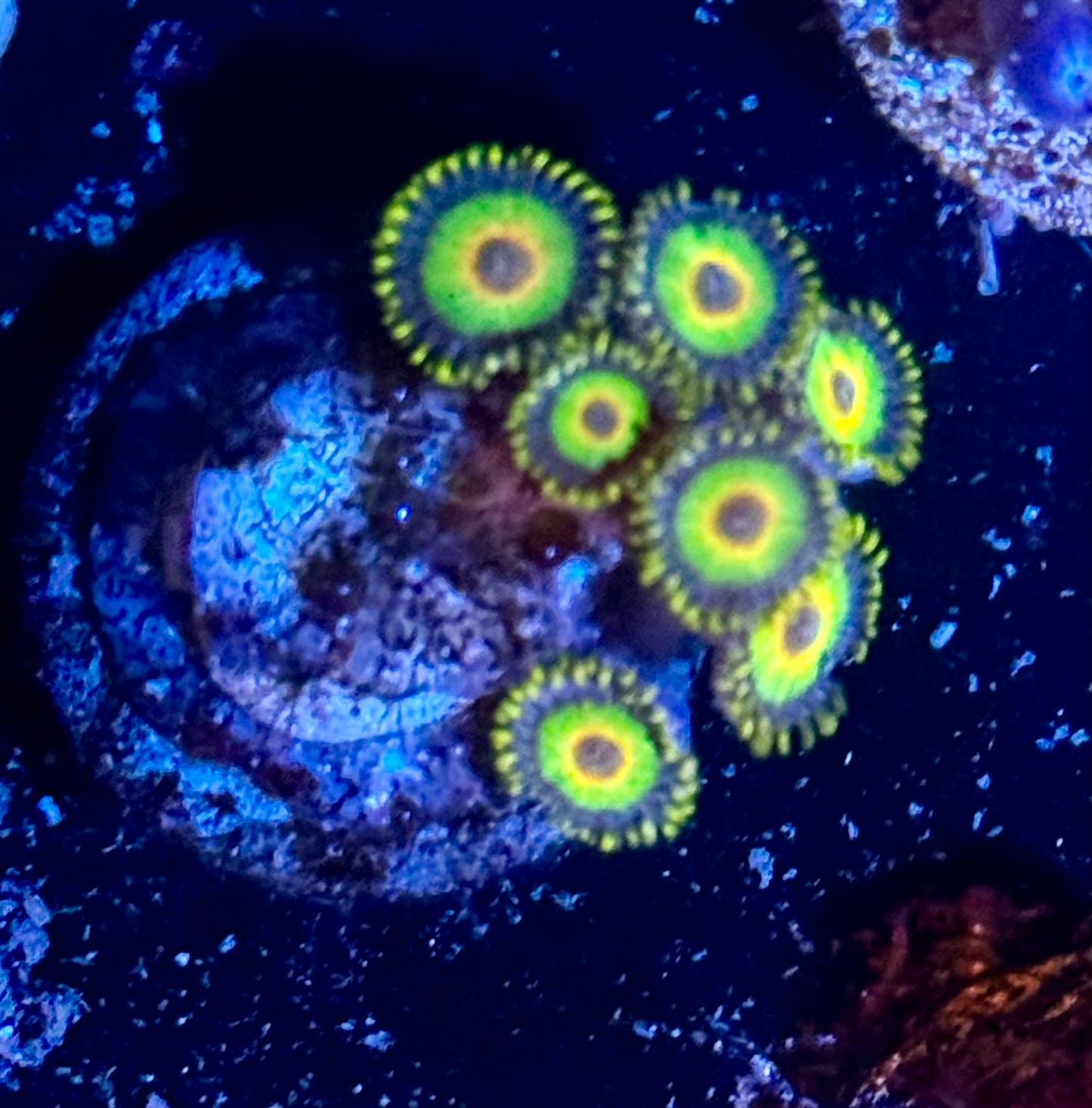 Rasta Zoas