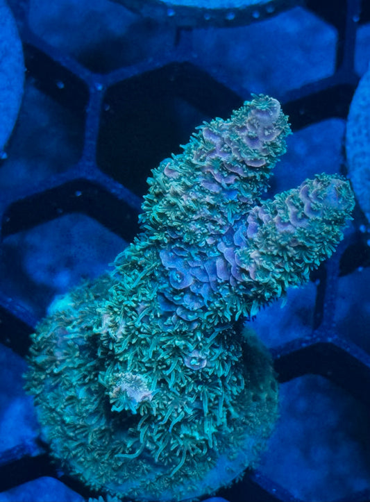 SBB Bio Fusion