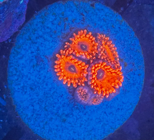 Utter Chaos Zoas