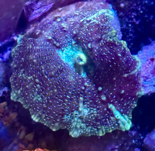 Cosmic Disco Mushroom