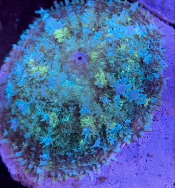 Carpet bounce mushroom