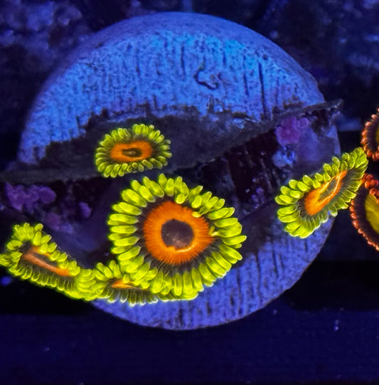Lazy lash zoas