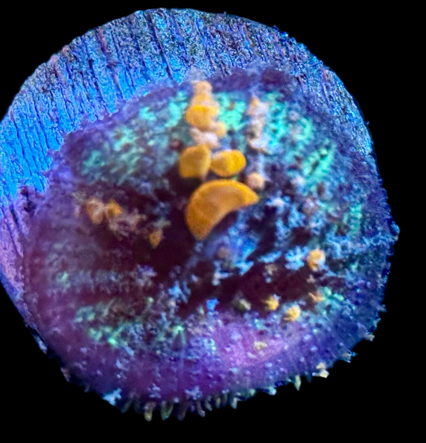 Sunkist Bounce Mushroom