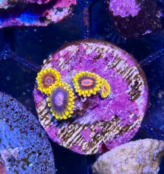 Jedi Mind Trick zoas - per polyp