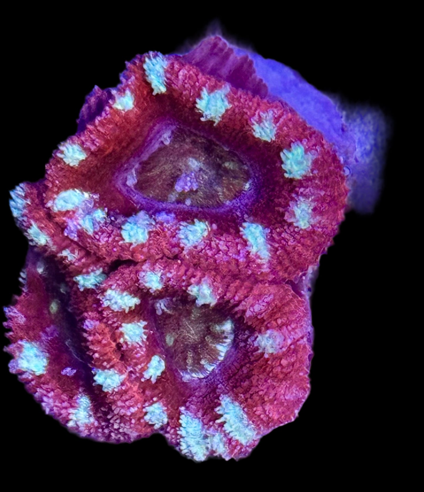Candy Cane Acan