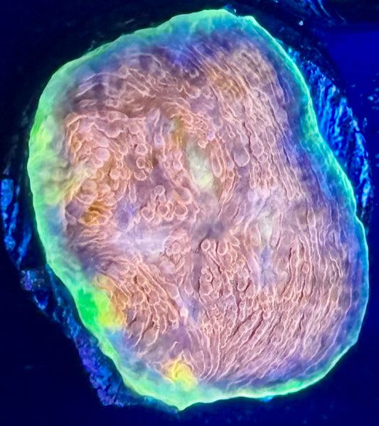 Hypershock Echinata