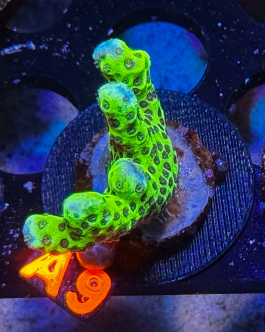 Slimeball Anacropora