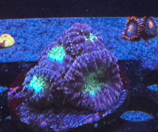 Purple & Green Blasto