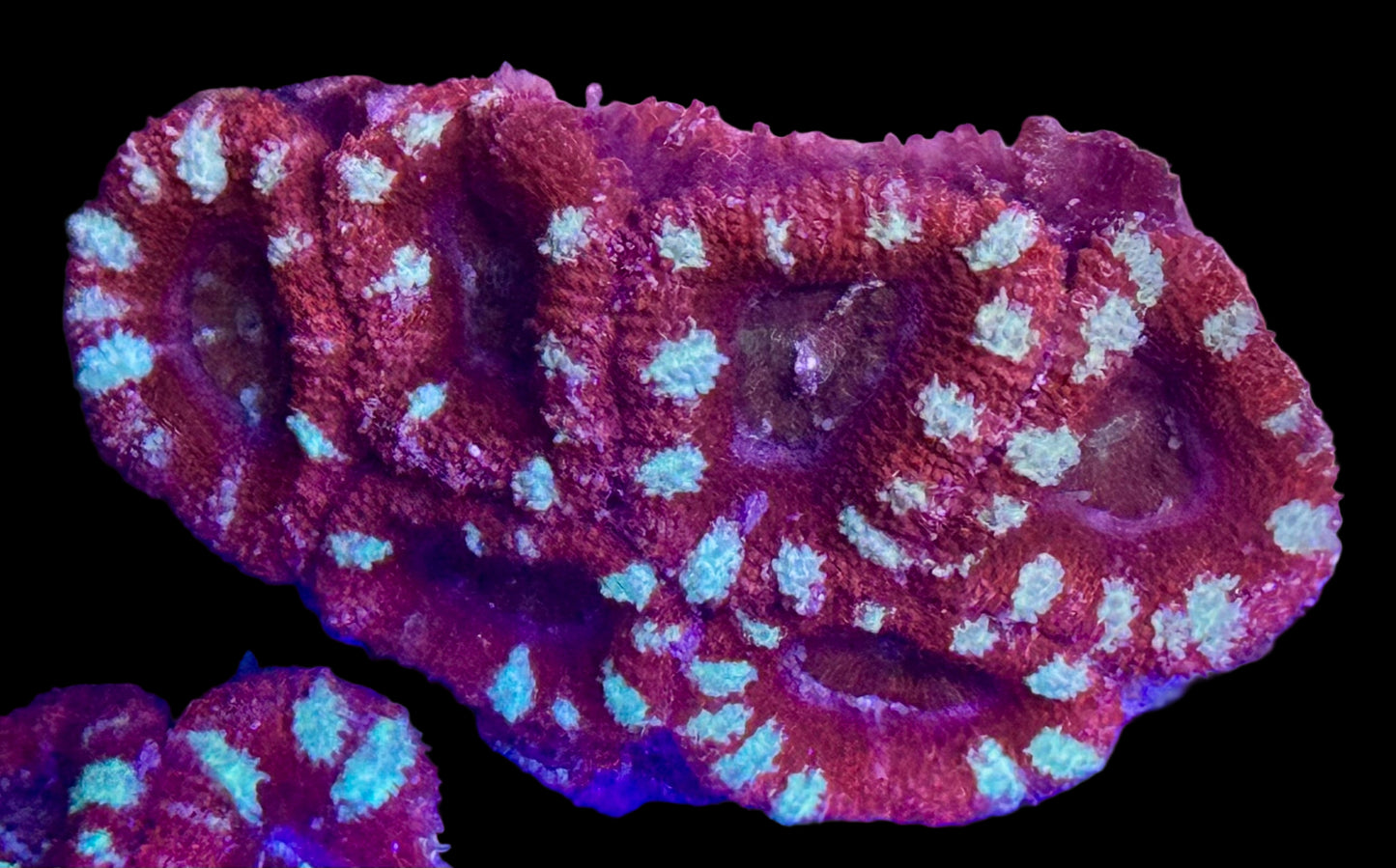 Candy Cane Acan