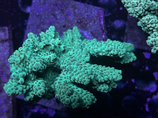 Large SPS colony