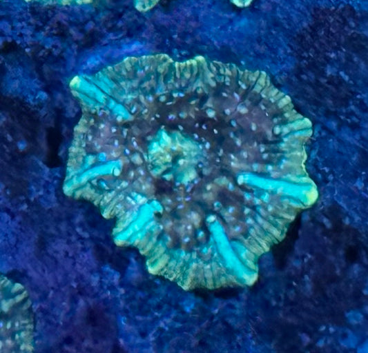 Cosmic Disco Mushroom