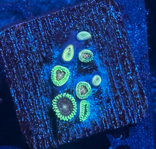 Cosmic Combustion Zoas