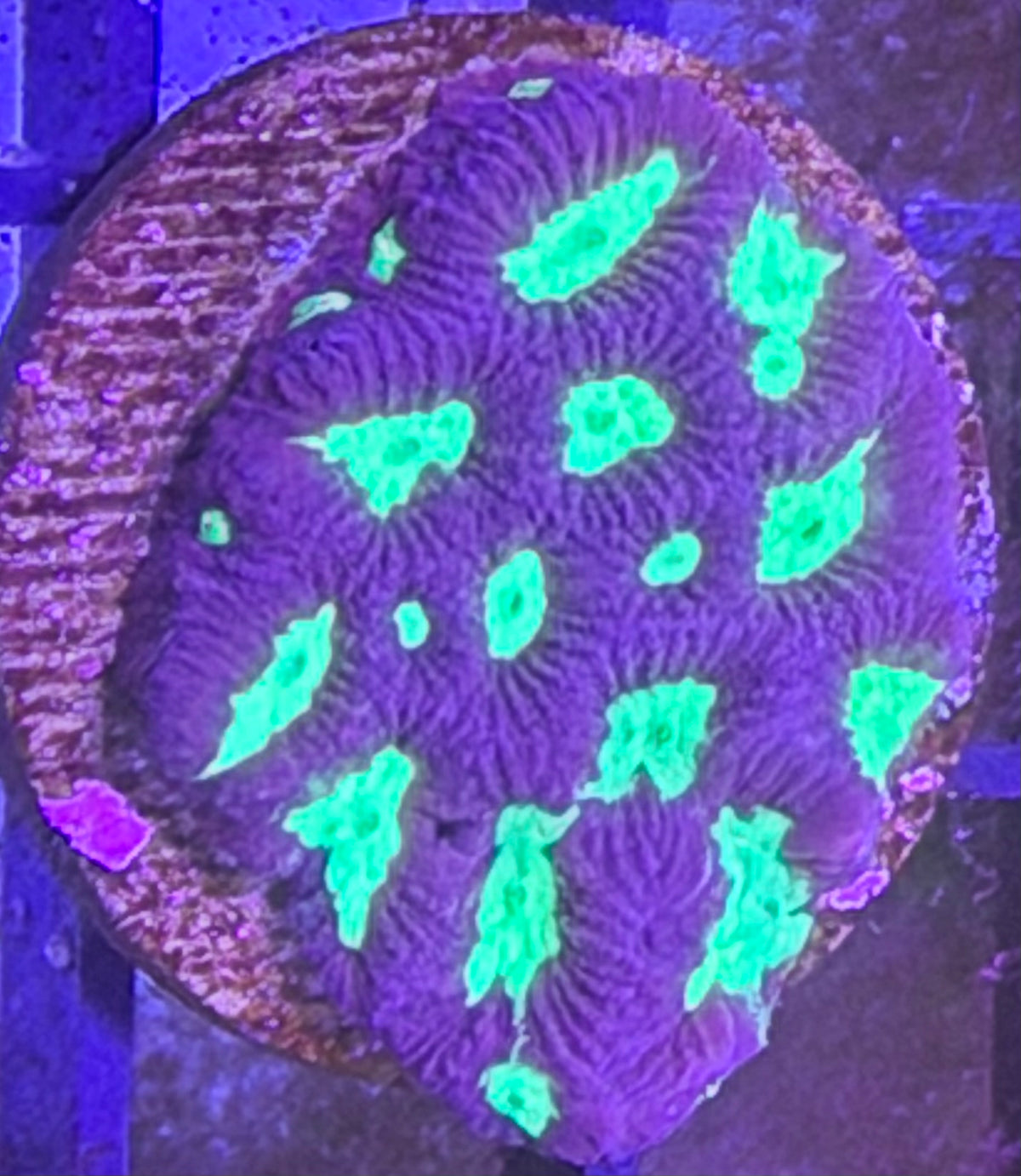 Encruster coral