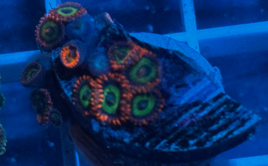 Emerald on Fire Zoas