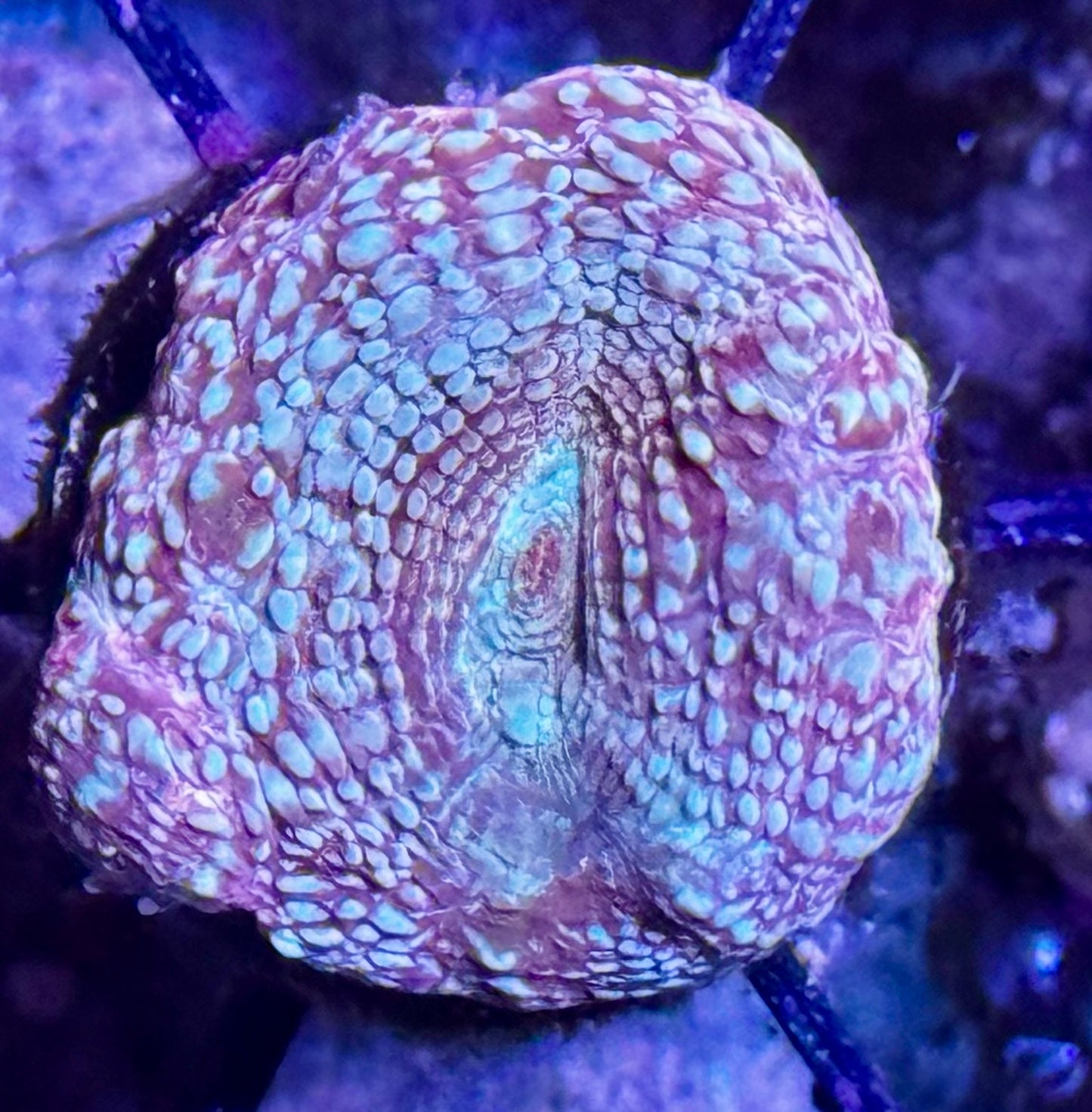 Strawberry Swirl Bower
