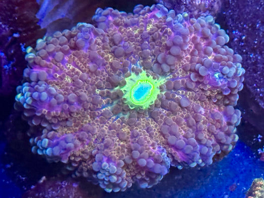 DBC Purple Nurple Yuma - large