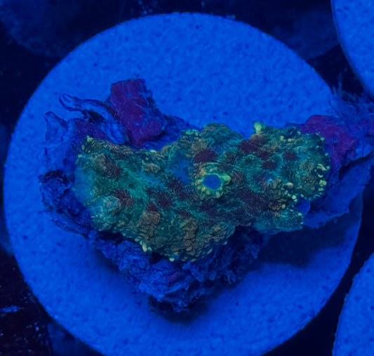 Bad Bruise Rhodactis Mushroom