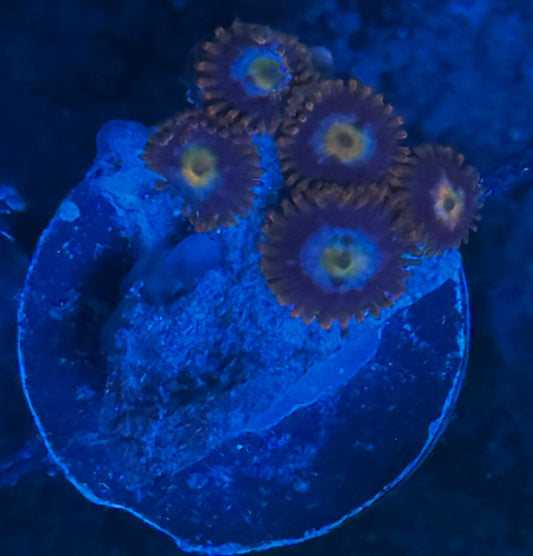 “The Dale” zoas
