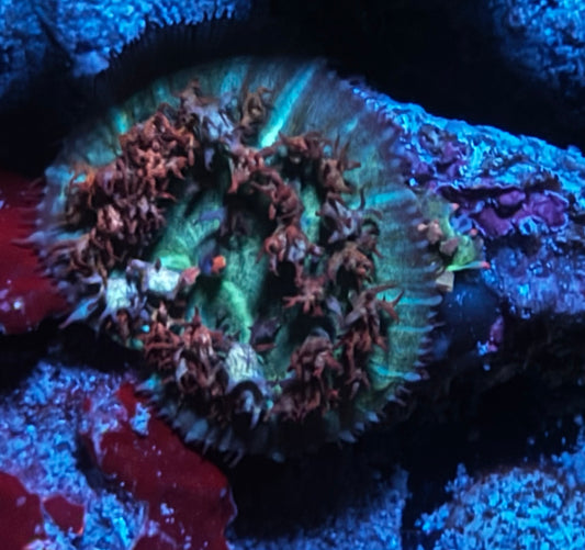 Fire n Ice St Thomas mushroom w/ baby