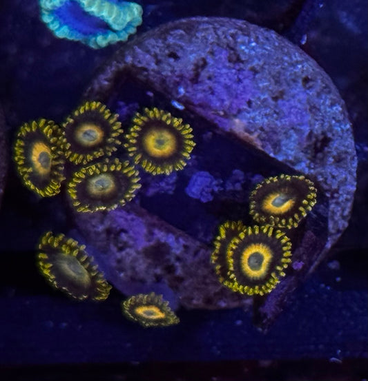 Scrambled Egg Zoas