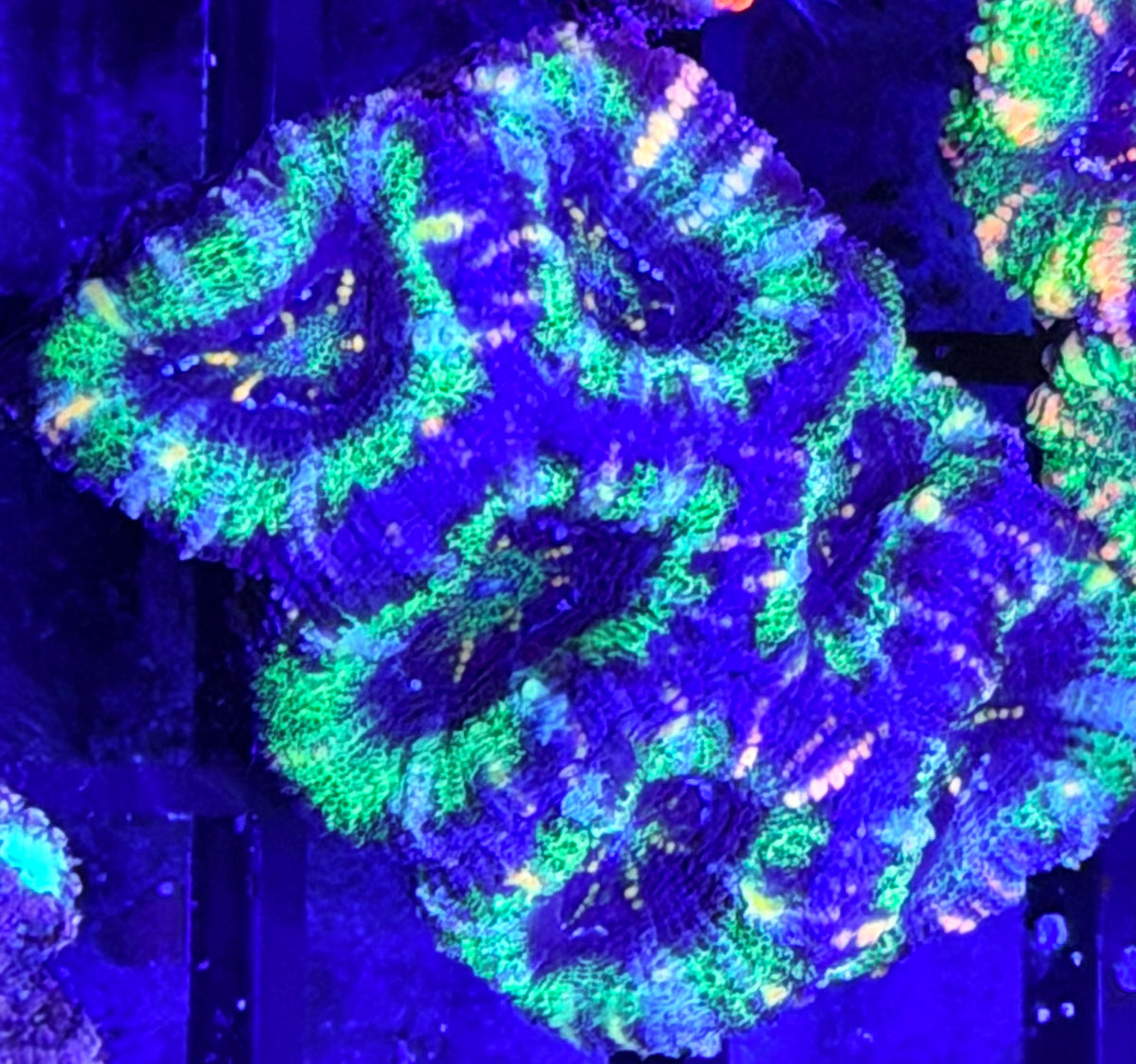 DBC UFO acan