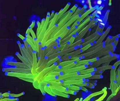 Grafted Holy Grail 50/50 Torch