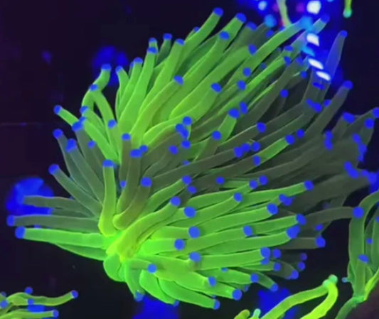 Grafted Holy Grail 50/50 Torch