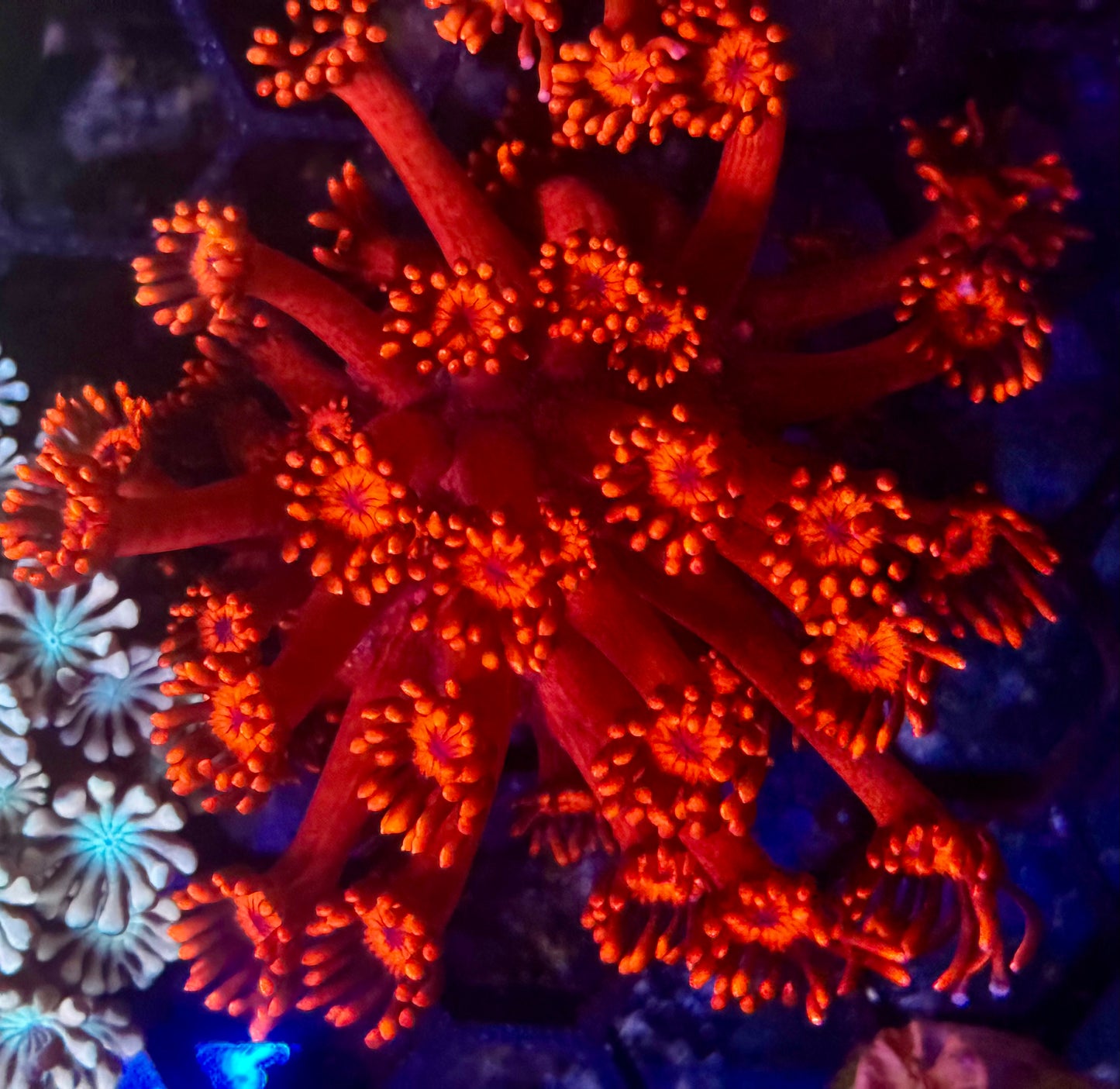 DBC Molten Inferno Goni