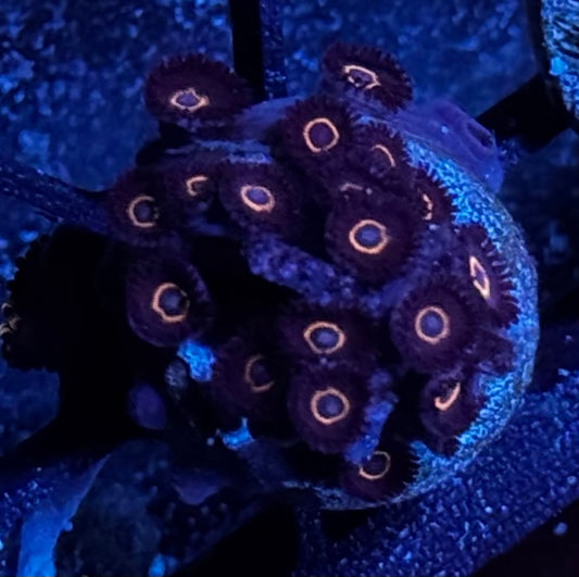 Halloween Hornet zoas