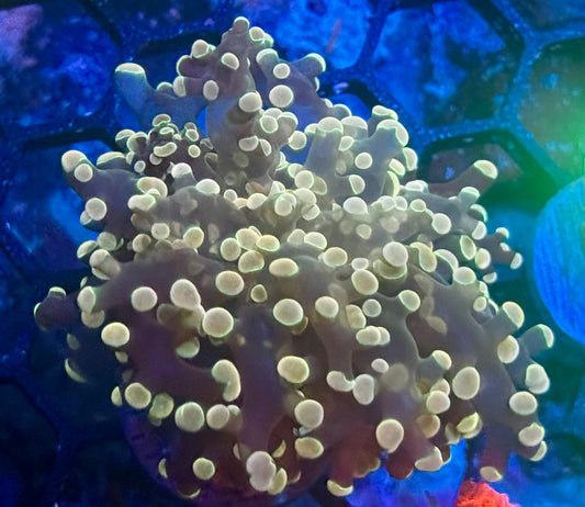 Tumbleweed Frogspawn