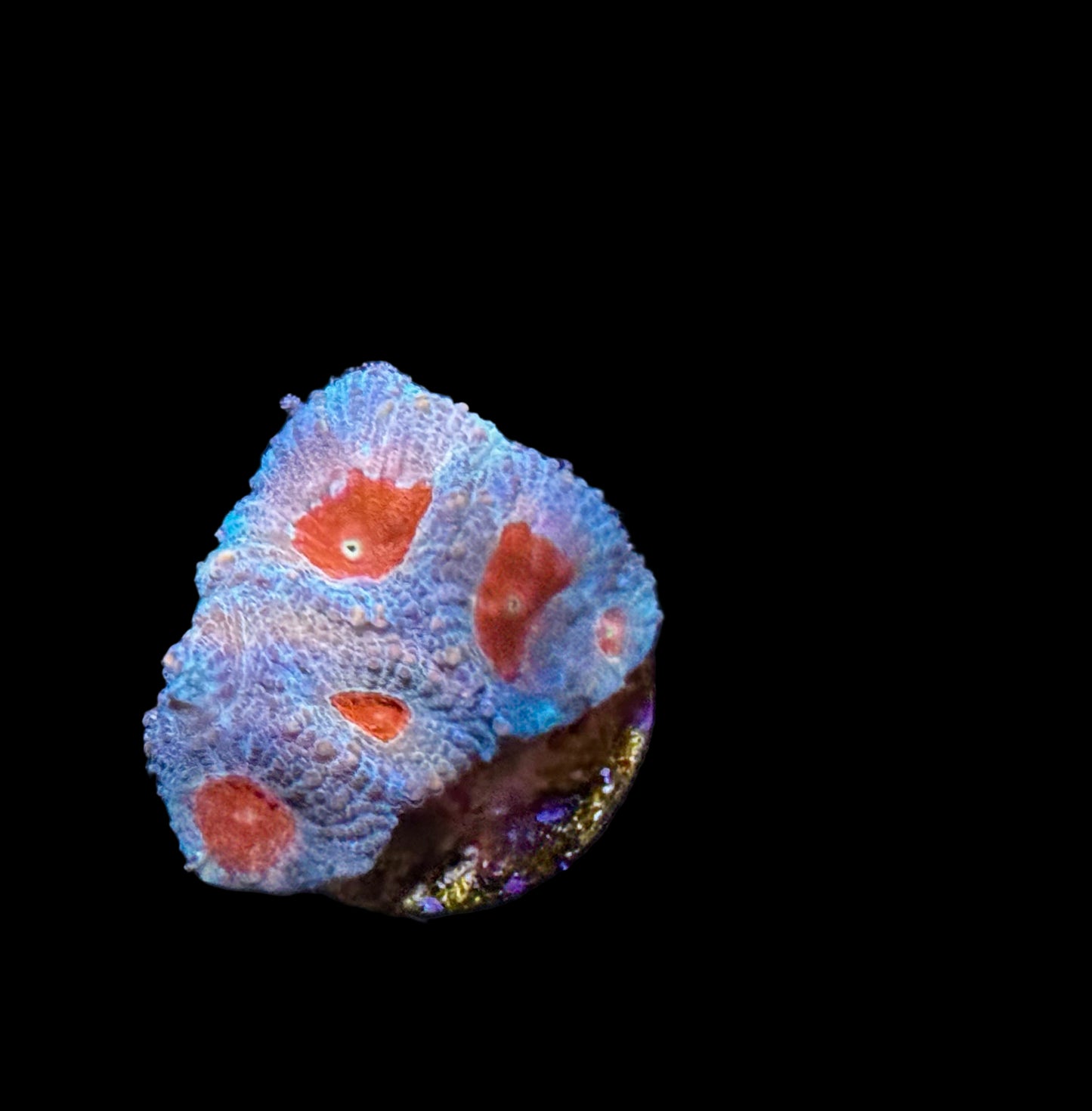 Cherry Sparkles Favia