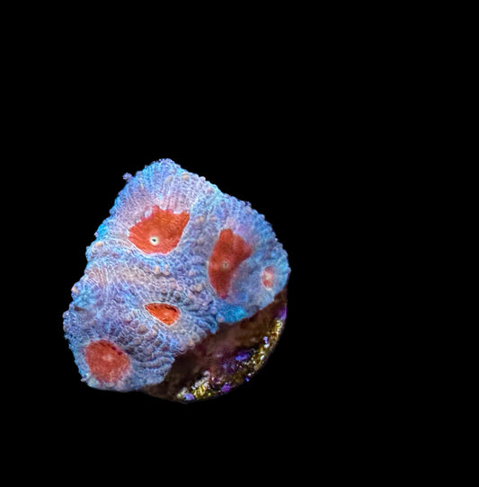 Cherry Sparkles Favia