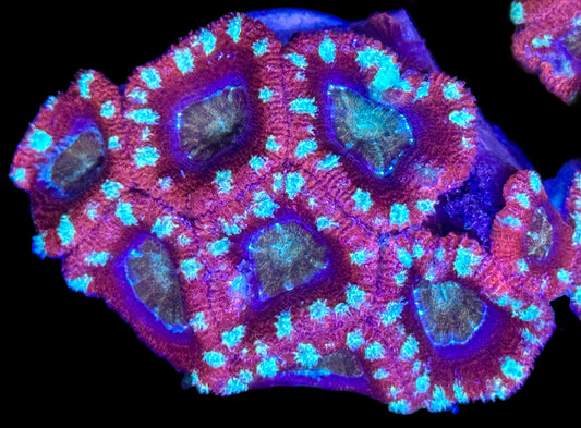 Candy Cane Acan