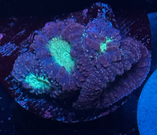 Purple & Green Blasto