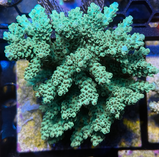 SPS colony