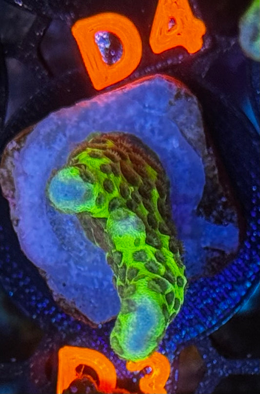 Slimeball Anacropora