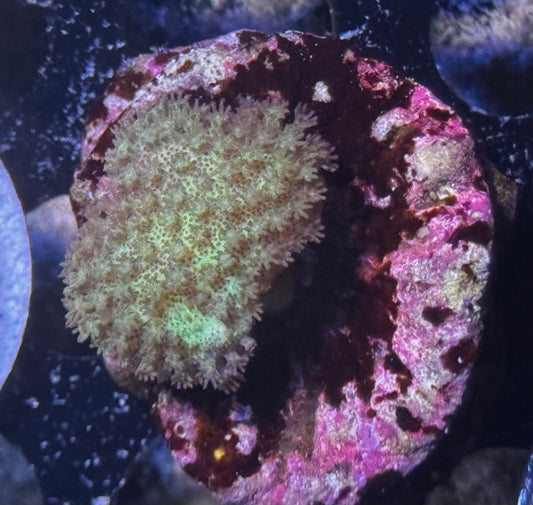 Fiji Yellow Toadstool Leather