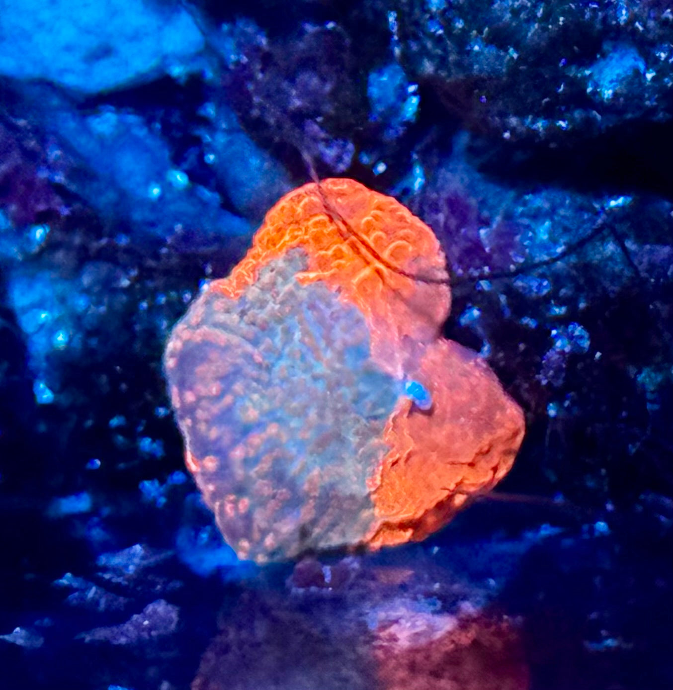 Candy Crush JB - small