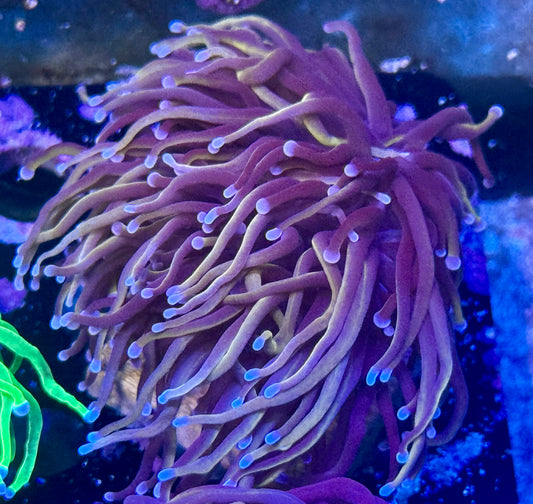 Wolverine Torch - splitting to 2 heads