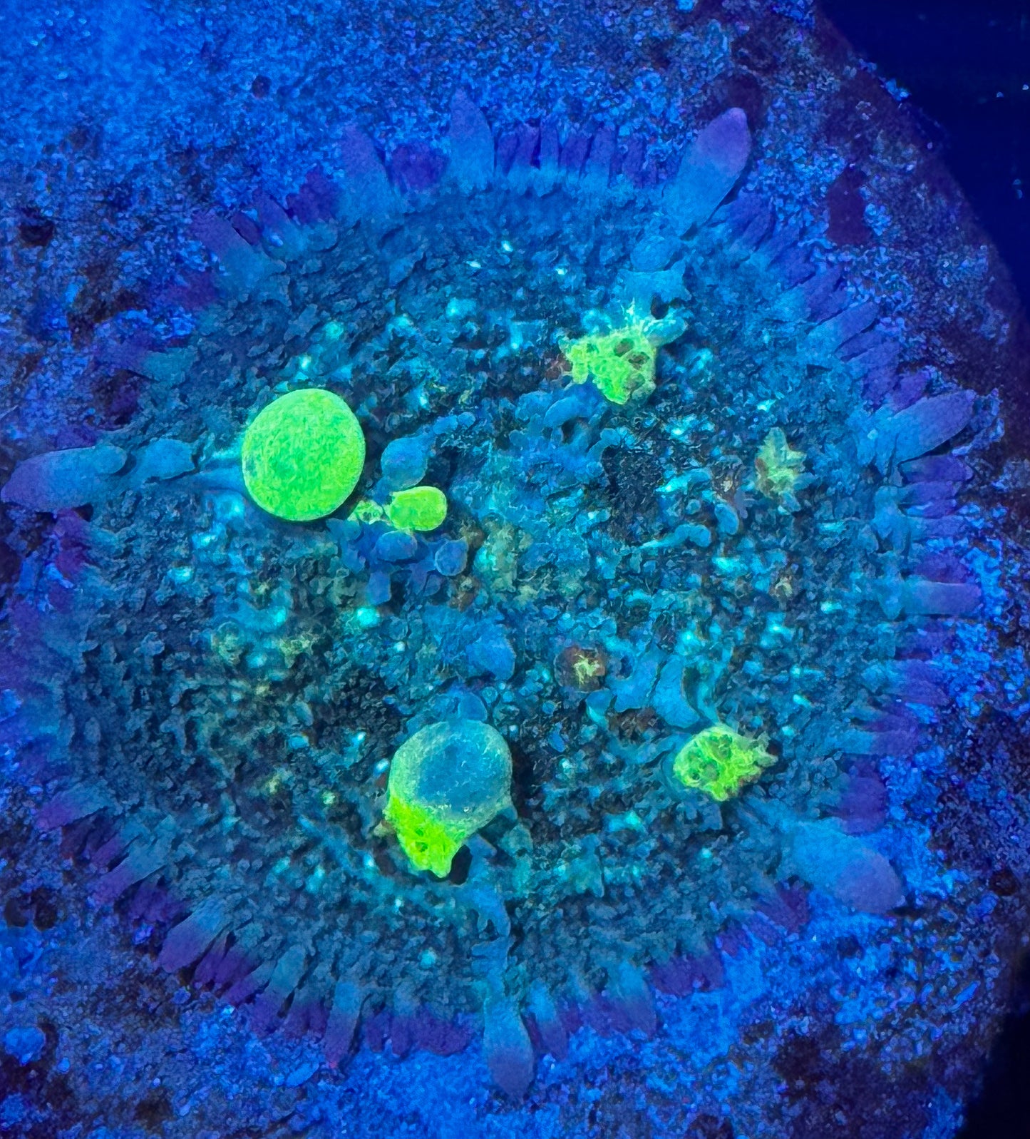 Circus Bounce Mushroom