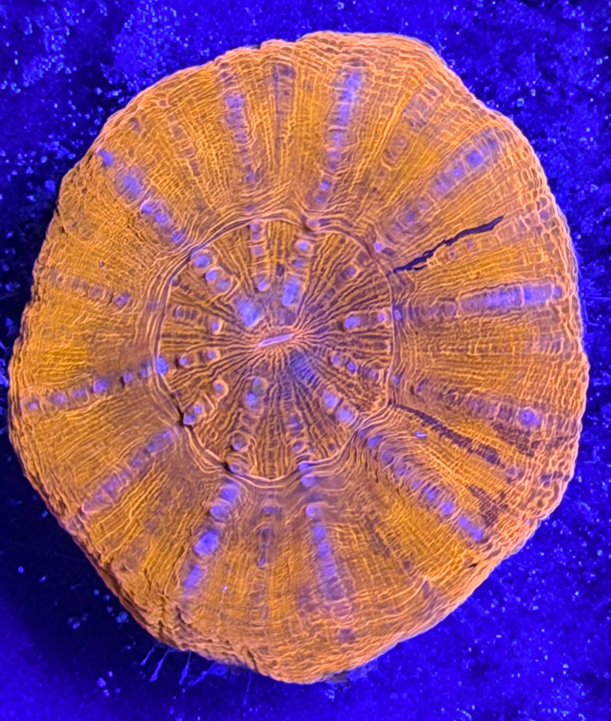 Orange/red scoly