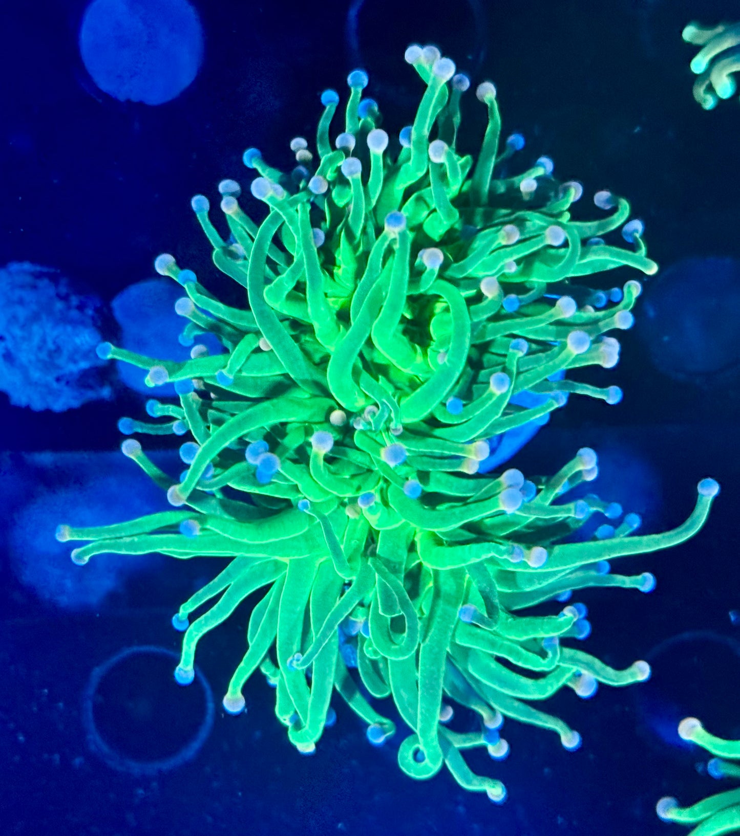 Cotton Candy torch - splitting into 2 heads